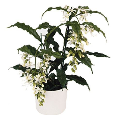 Clerodendrum Wallichii, Bridal Veil Plant, Ontario Flowers, List Of Flowers, Inside Plants, Pollinator Garden, Blooming Plants, Top Soil, Plant Lighting