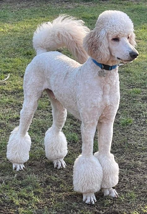 Standard Poodle Miami Clip, Standard Poodle Ear Styles, Poodle Clean Face, Male Poodle Haircut, Female Poodle Haircut, Poodle Miami Clip, Shaved Poodle Haircut, Summer Poodle Cuts, Standard Poodle Summer Cut