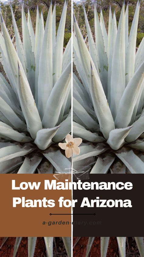 Elevate your Arizona garden with low maintenance plants designed for the desert climate. These hardy plants thrive with minimal care, making them perfect for busy gardeners. From succulents to drought-tolerant perennials, our selection of low maintenance plants for Arizona ensures a beautiful, thriving landscape. Save time and water while enjoying a lush garden year-round. Explore the best low maintenance plants for Arizona and transform your outdoor space effortlessly. Low Maintenance Desert Landscaping, Desert Backyard Ideas Arizona, Desert Plants Landscaping, Arizona Plants, Arizona Landscaping, Desert Backyard, Arizona Garden, Garden Planting Ideas, Pool Plants