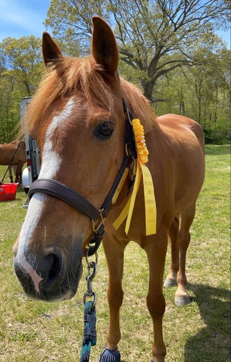 Caffeinated Cowgirl, Chestnut Pony, Horses Cute, Chestnut Horses, Horses Stuff, Riding School, Fuzzy Wuzzy, Horse Photo, Ranch Farm