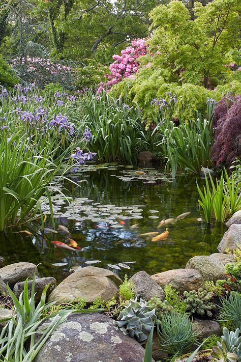 Water Garden Plants, Garden Pond Design, Outdoor Water Features, Pond Landscaping, Pond Design, Have Inspiration, A Pond, Fish Pond, Koi Pond