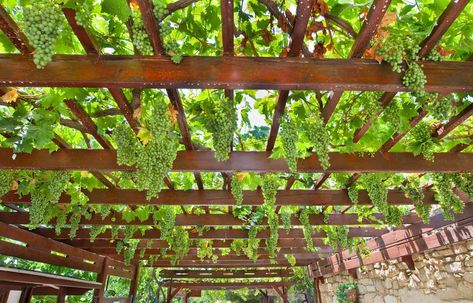 Deck Covering, Ombra Pergola, Grape Arbor, Short Plants, Garden Vines, Shade Canopy, Deck With Pergola, Pergola Plans, Shade Trees