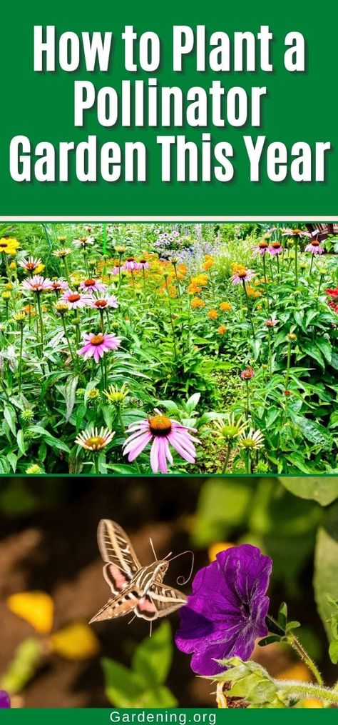 How to Plant a Pollinator Garden This Year Best Pollinator Plants, School Pollinator Garden, How To Attract Pollinators To Your Garden, Texas Native Pollinator Plants, Attract Pollinators, Pollinator Garden, Mulch, Garden Center, Native Plants