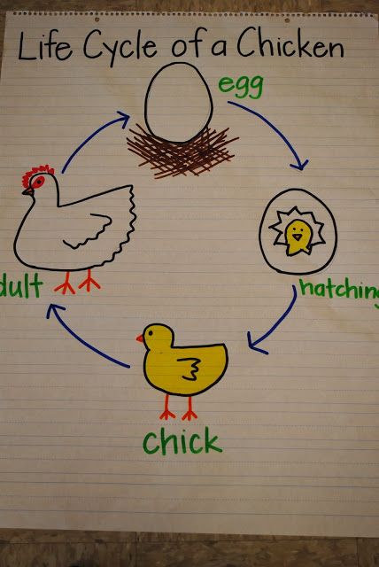 The chicken life cycle: Anchor chart Life Cycle Anchor Chart, Life Cycles Kindergarten, Life Cycle Of A Chicken, Life Cycles Preschool, Oviparous Animals, Farm Animals Preschool, Farm Lessons, Chicken Life Cycle, Farm Theme Preschool