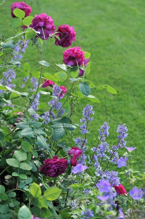 26 Companion Plants for Roses to Keep Pests Away Companion Planting Flowers, Companion Plants For Roses, Rose Companion Plants, Best Companion Plants, Companion Planting Vegetables, Small House Garden, Bush Garden, Herb Garden Design, California Native Plants