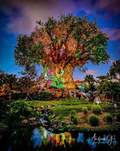 Tree Of Life Disney Animal Kingdom, Disney Animal Kingdom Wallpaper, Tree Of Life Animal Kingdom, Animal Kingdom Tree Of Life, Disneyland Vacation Planning, Disney Phone Backgrounds, Disney Worlds, Disney Animal Kingdom, Collage Pictures