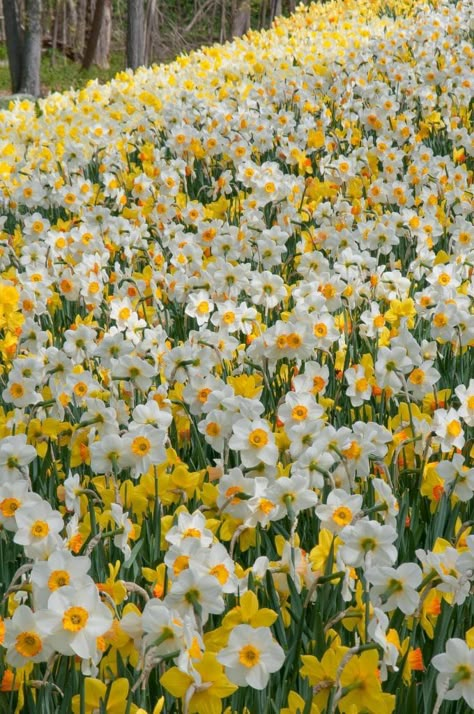 Spring Wallpaper Daffodils, Yellow Daffodils Wallpaper, Daffodil Wallpaper Iphone, Fancy Daffodils, Daffodil Background, Daffodil Flower Aesthetic, Sunshine Boy Aesthetic, Daffodils Aesthetic, Daffodil Aesthetic