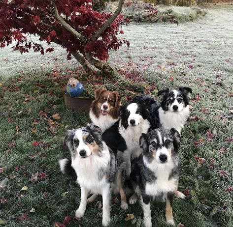 Dream Kids, Crazy Dog Lady, Australian Shepherds, Dog Rules, Border Collies, Red Leaves, Crazy Dog, Puppy Dogs, Funny Animal Memes