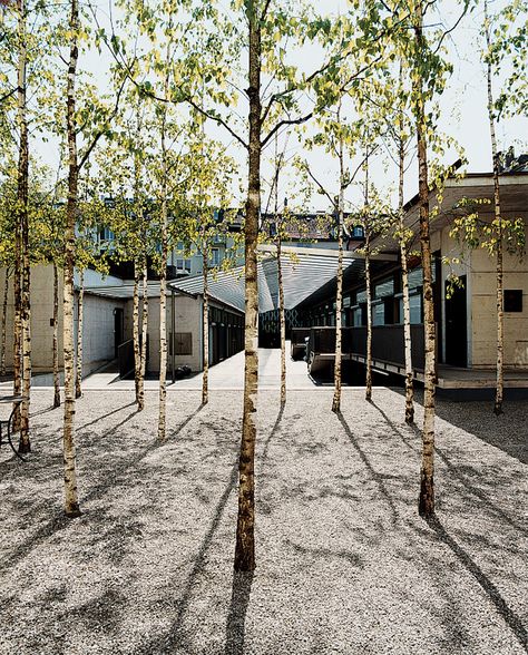 Dwell - Zurich, Switzerland Landscape And Urbanism, Zurich Switzerland, Birch Trees, Garden Trees, The Grove, Landscape Architect, Modern Garden, Pinterest Board, Garden Paths