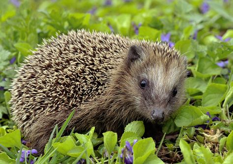 European Hedgehog European Forest, Thetford Forest, Norway Food, Denmark Food, Hedgehog House, Wild Kratts, European Garden, Animal Activist, Luxembourg Gardens