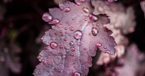 Photo Dark Autumn, Soyut Sanat Tabloları, Airbrush Art, Wallpapers Iphone, Water Droplets, Purple Rain, Flower Wallpaper, Color Inspiration, Wallpaper Iphone