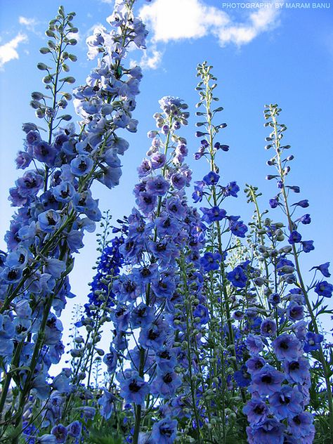 Delphinium Flowers, Nothing But Flowers, Flower Therapy, Pretty Plants, Delphinium, Nature Aesthetic, Flowers Nature, Video Editor, Love Flowers