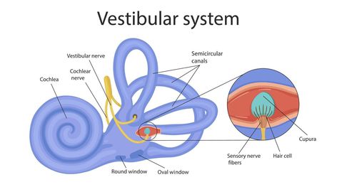 vestibular system. the inner ear and its relation to balance and balance. human biology Anatomy Infographic, Prokaryotic Cell, Human Biology, Sensory Nerves, Vestibular System, Infographic Poster, Inner Ear, Nerve, Biology