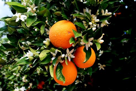 the blossoms smell delicious ~ in my yard Orange Tree Blossom, Tattoo Plant, Tree Blossom, Agriculture Industry, Citrus Trees, Oranges And Lemons, Flower Care, Orange Tree, Tropical Landscaping