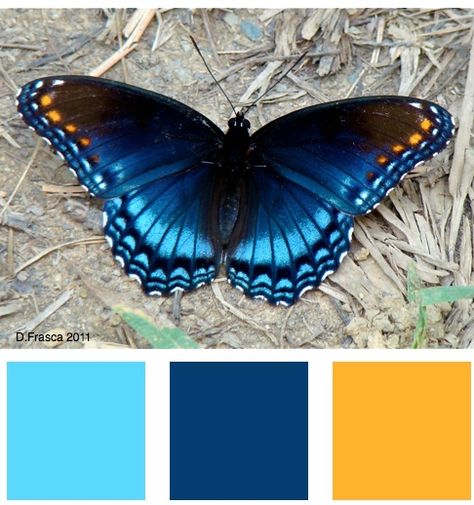 Color Palette Butterfly, Butterfly Color Scheme, Butterfly Pallet Color Palettes, Butterfly Palette, Butterfly Colors, Butterfly Color Palette, Color Palette From Image, Color Me Mine, Color Vibe