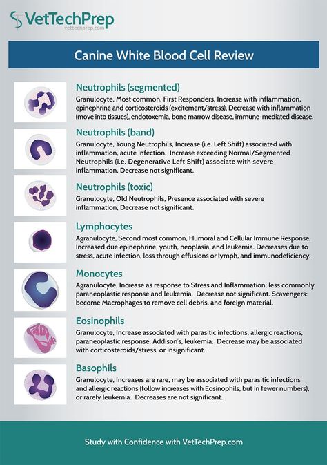 Infographic: Canine White Blood Cell Review Veterinarians Medicine, Veterinarian Technician, Vet Tech School, Veterinary Tech, Vet Tech Student, Vet Technician, Veterinary School, Veterinary Assistant, Vet Medicine