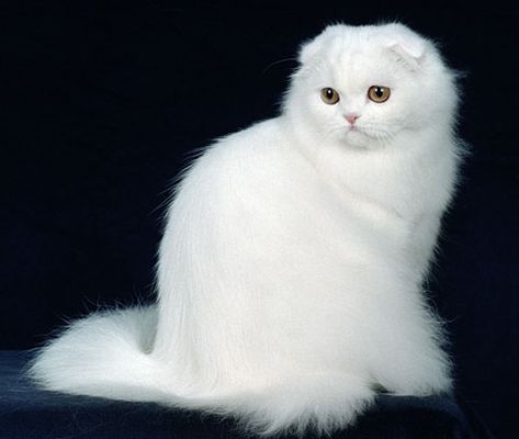 also valentin Birman Kittens, Scottish Fold Cat, Fold Cat, Great Scot, Dream's Cat, Cat Breeder, Long Haired Cats, Scottish Fold, Cats Meow