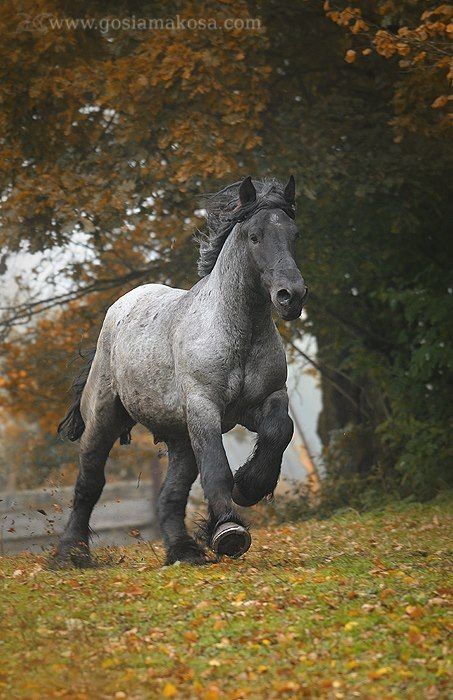 .http://www.veoh.com/watch/yapi-ZfEeHHfEgX8 Draft Horse, Big Horses, Blue Roan, Work Horses, Majestic Horse, Horses And Dogs, Fallen Leaves, All The Pretty Horses, Horse Crazy