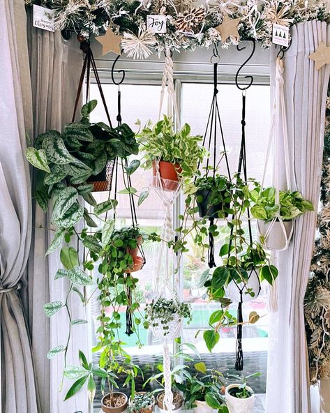 North Facing Window Plants, Window Plants, Plant Lady, Plant Care, Indoor Plants, Plants, Instagram