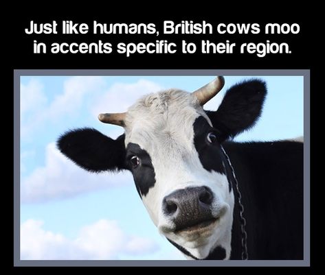 face of a cow - Just humans, British cows moo in accents specific to their region. Unknown Animals, Cow Facts, Cows Mooing, Fun Facts About Animals, Cute Animal Memes, Spring Decoration, Mind Blowing Facts, Lovely Animals, Random Facts