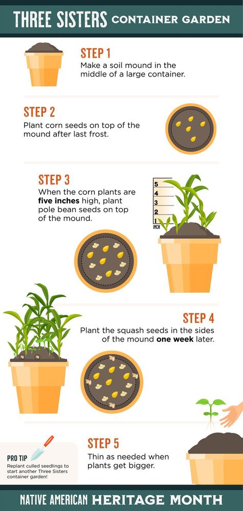 Grow Corn In Containers, Planting Corn In Containers, Three Sisters Gardening, 3 Sisters Planting Guide, Three Sisters Garden Layout, Three Sisters Planting Method, Corn Beans Squash Three Sisters, 3 Sisters Garden, Garden Porch Ideas