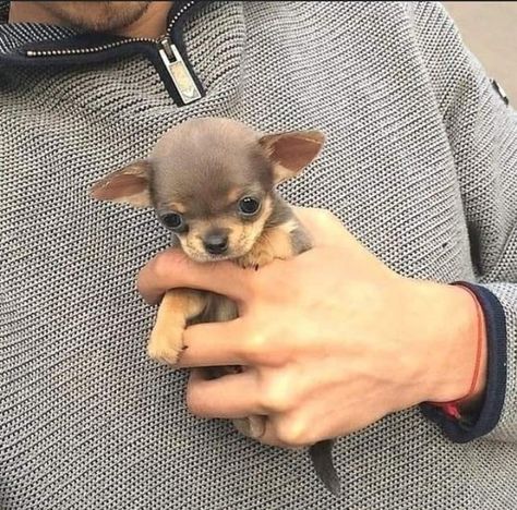 Mini Chihuahua, Teacup Chihuahua Puppies, Baby Chihuahua, Very Cute Puppies, Teacup Chihuahua, Cute Animals Puppies, Very Cute Dogs, Chihuahua Lover, Cute Chihuahua