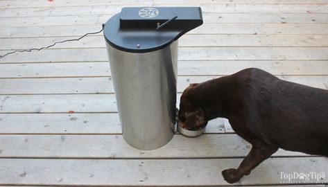 Automatic Dog Feeder, Dog Feeder Automatic, Pet Feeder Station, Gravity Feeder, Automatic Feeder, Outside Dogs, Dog Pen, Farm Dogs, Dog Feeder