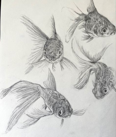 Goldfish Drawing, Advanced Higher Art, Animal Studies, Higher Art, Fish Drawing, Sketchbook Cover, Animal Study, Water Animals, Fish Drawings