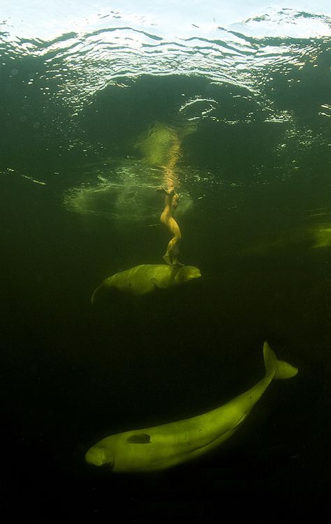 Natalia Avseenko, 36, stripped naked to swim with two beluga whales in sub-zero water in the Arctic. Giant Woman, Sea Swim, Save The Whales, White Whale, Beluga Whale, Very Scary, A Whale, Gentle Giant, Dalai Lama