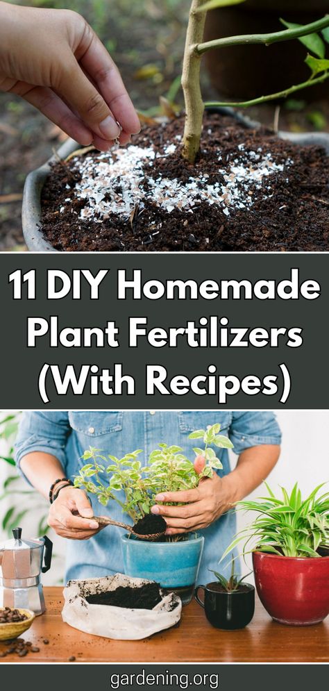 Looking for natural alternatives to commercial plant fertilizers? Check out these 11 easy DIY recipes for homemade plant fertilizers that you can make at home! Homemade Plant Fertilizer Recipe, Homemade Fertilizer For Vegetables, Diy Organic Fertilizer, Diy Plant Nutrients, Natural Fertilizer For Vegetable Garden, Diy Plant Fertilizer How To Make, Diy Indoor Plant Fertilizer, Natural Fertilizer For Plants, Diy Fertilizer For Vegetable Garden