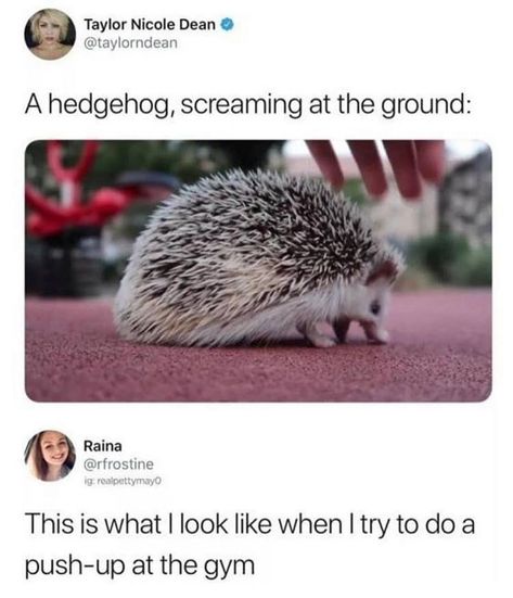 Me too buddy, me too Laughing Funny, Behind Blue Eyes, 9gag Funny, Funny Animal Memes, Wholesome Memes, Really Funny Memes, Gothic Lolita, Animal Memes, Cute Funny Animals