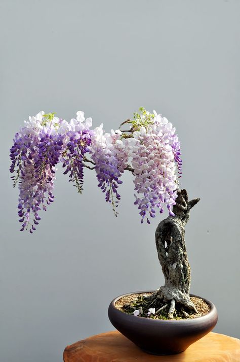 Wisteria Bonsai, Beautiful Bonsai, Bonsai Art, Miniature Trees, Bonsai Plants, Bonsai Garden, Bonsai Trees, Arte Floral, Bonsai Tree