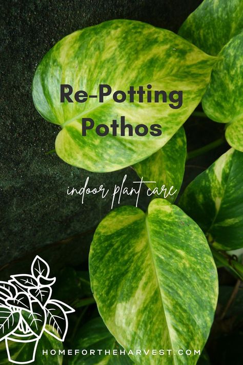 Pathos Plant, Ivy Plant Indoor, Backyard Hacks, Pothos Plant Care, Houseplant Tips, Plant Business, Pothos Plants, Repotting Plants, Planters Indoor