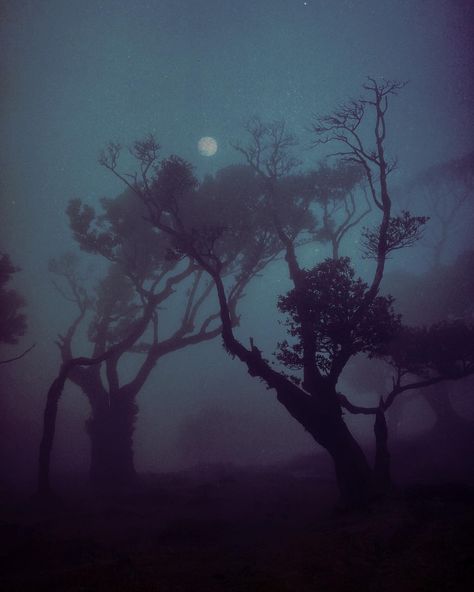 Nona Limmen, Mazzy Star, Season Of The Witch, Tree Forest, Dark Beauty, Night Aesthetic, Nature Aesthetic, Pretty Places, Fantasy Landscape