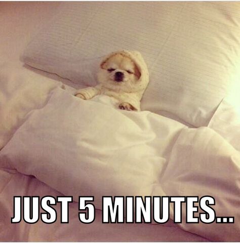 I get up in 5 minutes... #fun #funny #dog #pup #puppy #yummypets Bed Meme, Sleep Meme, Go To Bed Meme, Cute Puppies Funny Memes, Dogs And Puppies Funny Memes, Go To Sleep Meme, Sleep Funny, Stranger Things Poster, Munchkin Cat