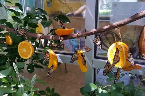 Attract Butterflies Fruit Feeder Butterfly Feeders, Butterfly Feeder, Butterfly Garden Design, Diy Bird Feeder, Hummingbird Garden, Diy Butterfly, Diy Birds, Garden Design Ideas, Orange Butterfly