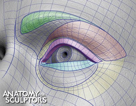 ArtStation - 3D Model eye grid, Anatomy For Sculptors Anatomy Books For Artists, Anatomy For Sculptors, Human Anatomy For Artists, Eye Anatomy, Head Anatomy, Facial Anatomy, Face Anatomy, Anatomy Sculpture, Human Anatomy Drawing