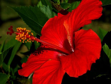 Puerto Rican hibiscus Puerto Rican Flower, Pr Outfits, Puerto Rican Hibiscus, Multicultural Fair, Double Hibiscus, Puerto Rico Tattoo, Indian Tattoos, Wayuu Bags Pattern, International Craft