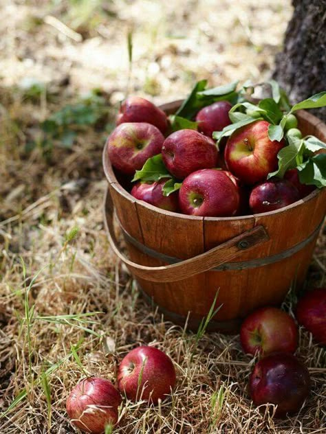 DECEMBER 2 IS RED APPLE  DAY  /https://www.timeanddate.com/holidays/fun/eat-a-red-apple-day/ Cooking With Apples, Apples For Baking, Best Apples For Baking, How To Make Applesauce, Apple Farm, Red Apples, Cooked Apples, Fall Apples, Harvest Time