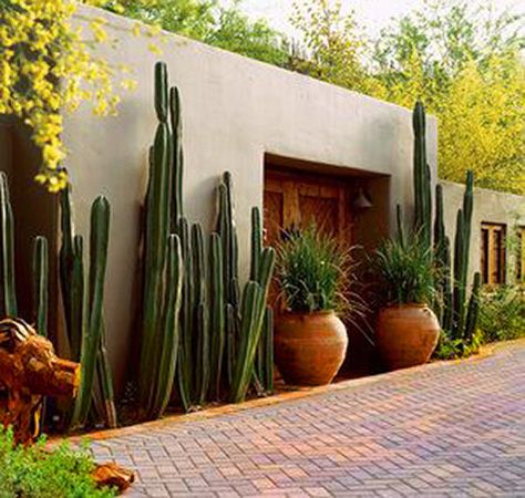 Sunset--Phoenix-garden-cactus-wall Mexican Courtyard, Mexican Garden, Modern Courtyard, Courtyard Design, Cottage Garden Design, Desert Garden, Contemporary Cottage, Front Patio, Cactus Garden