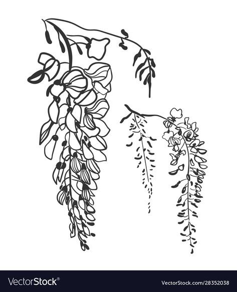 Wisteria Tattoo Black, Fine Line Wisteria Tattoo, Wisteria Drawing, Watercolor Therapy, Wisteria Tattoo, Fist Tattoo, Grandparents Tattoo, Flower Tat, White Wisteria