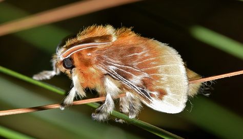 Codes For Wallpaper, Southern Flannel Moth, Flannel Moth, Poodle Moth, Types Of Moths, Moth Species, Colorful Moths, Head Photo, Cute Moth