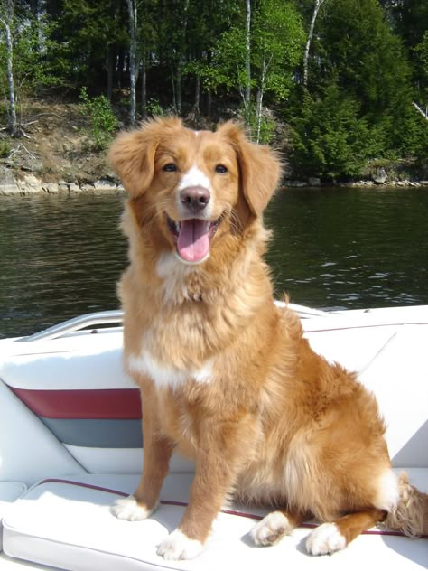 I want one! Toller Dog, Nova Scotia Duck Tolling Retriever, Best Dog Breeds, Sweet Dogs, Newfoundland, Great Dane, Nova Scotia, Doberman, Beautiful Dogs