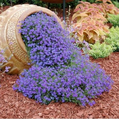 Lobelia Seeds - Blue Carpet Excellent for border plantings and containers, our Compact Blue Lobelia is just as the name describes, an award-winning variety with large, vivid flowers. Upright and densely branched, they bloom profusely and seem to cover the greenery beneath them! Size: Packet.  Color: Purple. Lobelia Cardinalis, Spring Plants, Flower Landscape, Beautiful Flowers Garden, Garden Yard Ideas, How To Attract Hummingbirds, Diy Landscaping, Flower Bed, Bulb Flowers