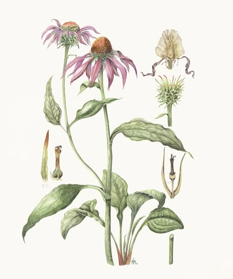 Echinacea purpurea by Barbara Clemence Mountain Rose Herbs, Plant Tattoo, Echinacea Purpurea, Botanical Print Set, Botanical Artwork, Botanical Decor, Herbaceous Perennials, Plant Drawing, Botanical Drawings