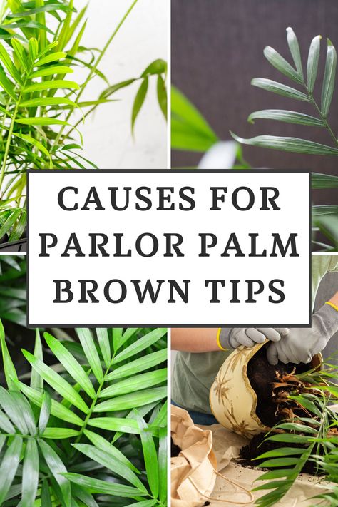 parlor-palm-brown-tips Palm Plant Indoor, Palm Plant Care, Majesty Palm, Brown Tips, Indoor Palms, Parlor Palm, Palm Plant, Low Light Plants, Office Plants