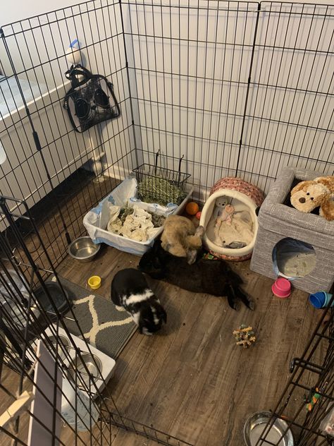 Bunny Enrichment, Rabbit Enclosures, Indoor Rabbit Cage, Pet Playpens, Rabbit Enclosure, Bunny Cage, Pet Rabbit Care, Bunny Room, Pet Bunny Rabbits