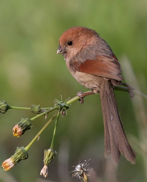 Yunnan China, Tiny Bird, Rare Birds, Bird Pictures, Pretty Birds, Colorful Birds, Small Birds, Sweet Animals, Birds Of Paradise