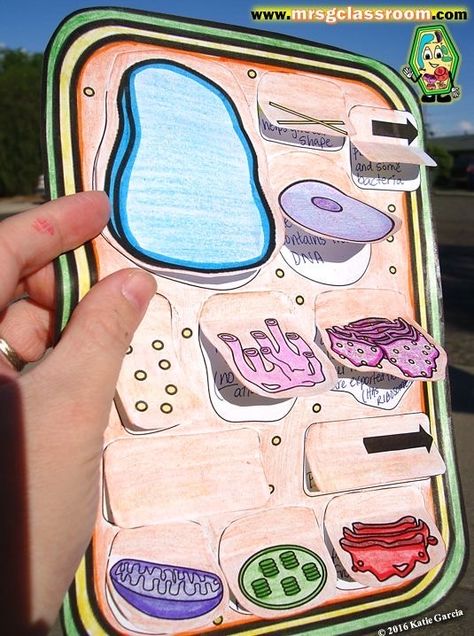 Plant Cell Activity, Animal Cell Activity, Plant Cell Project, Cell Model Project, Plant Cell Model, Animal Cell Project, Science Cells, Plant And Animal Cells, Cells Project