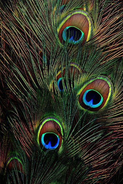 Peacock tail | Flickr - Photo Sharing! Morpankh Wallpaper Hd 3d, Morpich Image Wallpaper, Mayilpeeli Photography, Morpich Image, Morpankh Wallpaper, Peacock Feather Art, Foto Macro, Peacock Images, Peacock Pictures